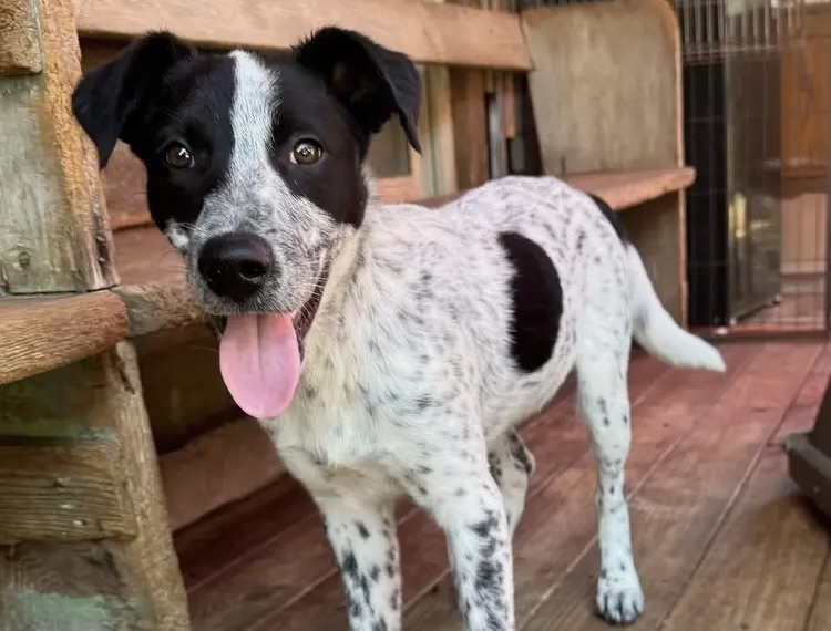 Fuzzly, an adoptable Setter in Horn Lake, MS, 38637 | Photo Image 1