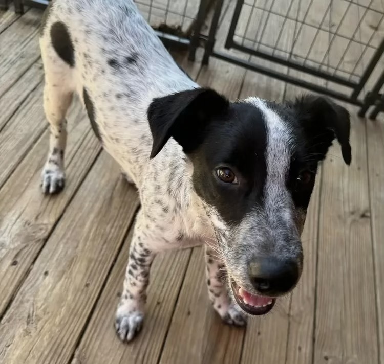 Fuzzly, an adoptable Setter in Horn Lake, MS, 38637 | Photo Image 2