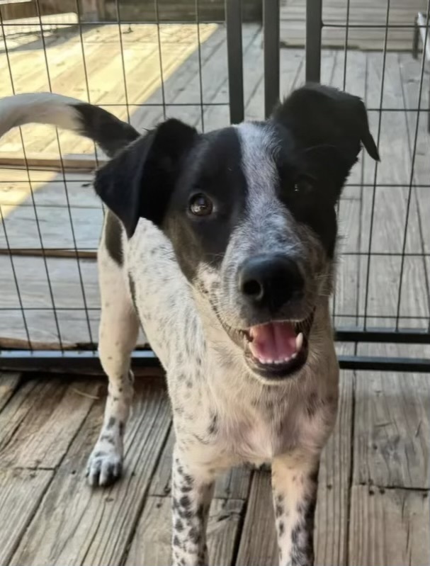 Fuzzly, an adoptable Setter in Horn Lake, MS, 38637 | Photo Image 3