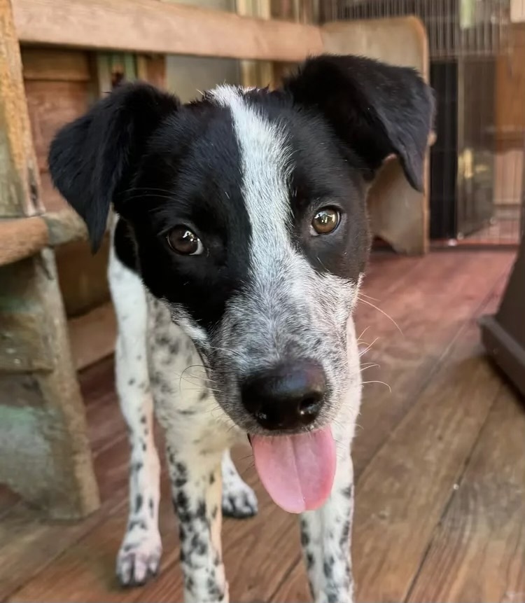 Fuzzly, an adoptable Setter in Horn Lake, MS, 38637 | Photo Image 4