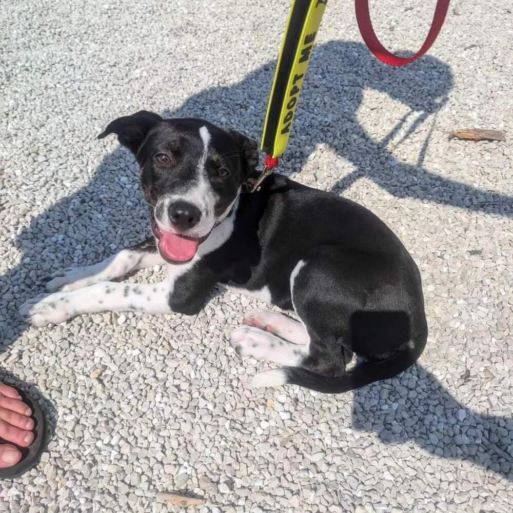 Barracuda, an adoptable Australian Cattle Dog / Blue Heeler in Waunakee, WI, 53597 | Photo Image 1