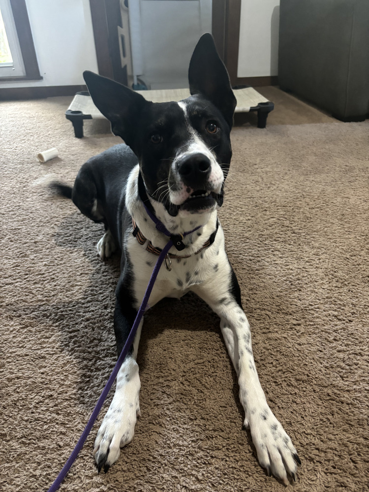 Bear (Barracuda), an adoptable Australian Cattle Dog / Blue Heeler in Waunakee, WI, 53597 | Photo Image 1
