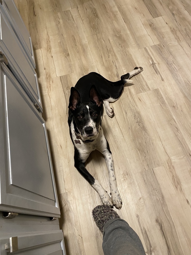 Barracuda, an adoptable Australian Cattle Dog / Blue Heeler in Waunakee, WI, 53597 | Photo Image 3