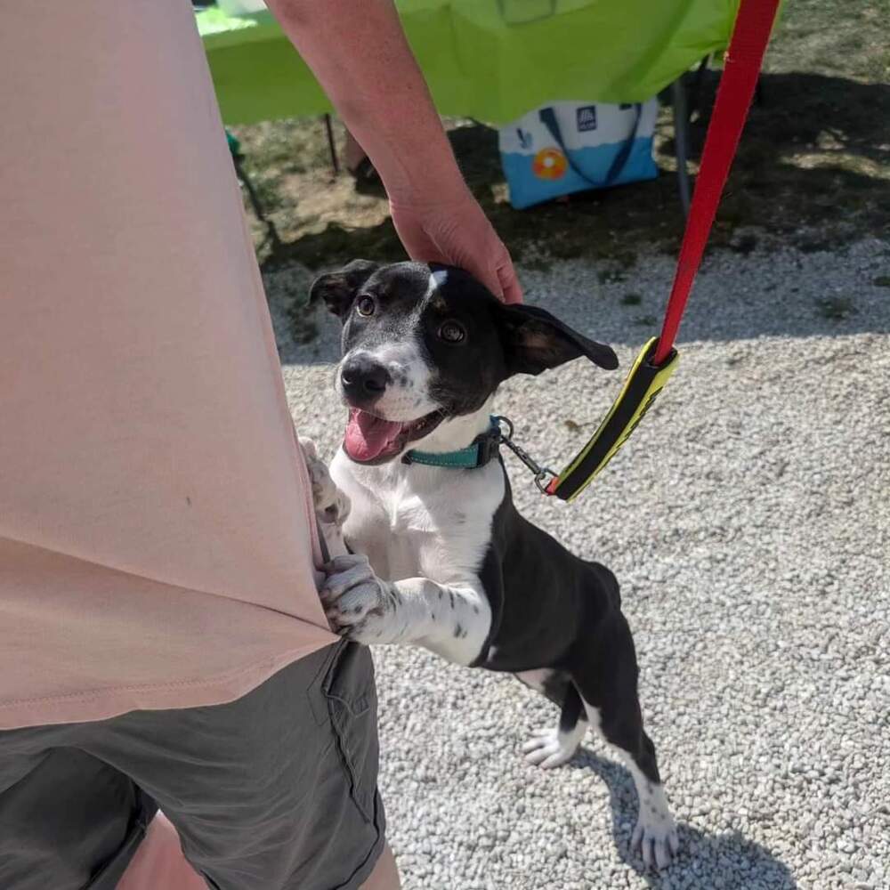 Barracuda, an adoptable Australian Cattle Dog / Blue Heeler in Waunakee, WI, 53597 | Photo Image 4