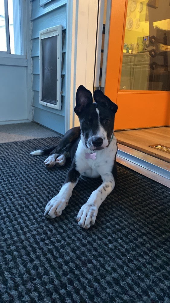 Barracuda, an adoptable Australian Cattle Dog / Blue Heeler in Waunakee, WI, 53597 | Photo Image 4