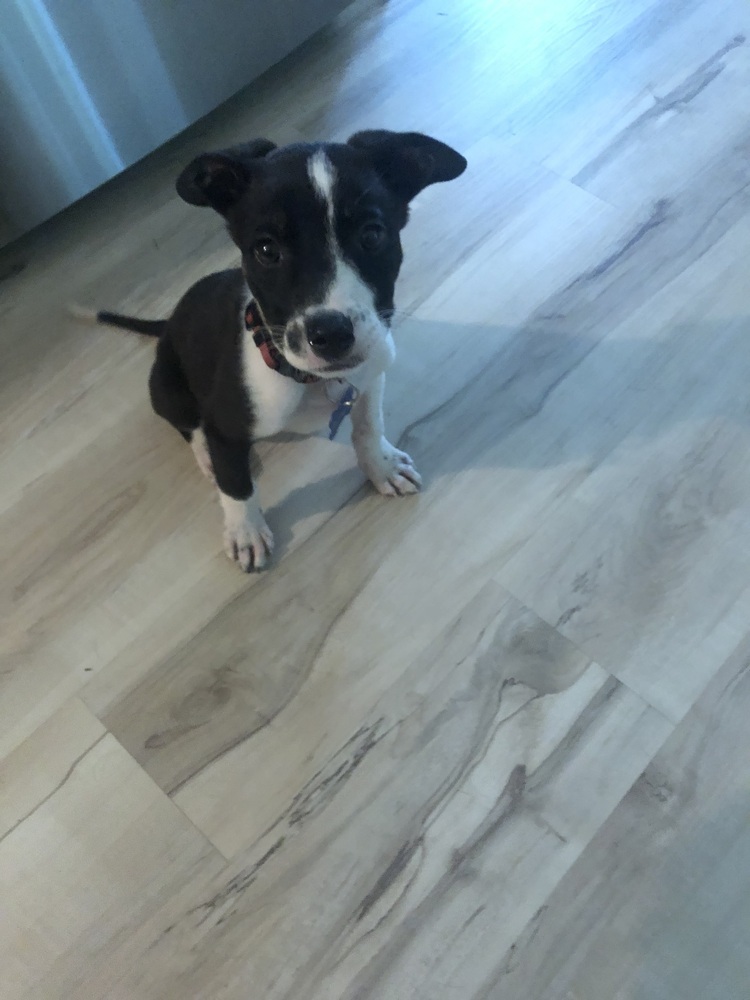 Barracuda, an adoptable Australian Cattle Dog / Blue Heeler in Waunakee, WI, 53597 | Photo Image 5