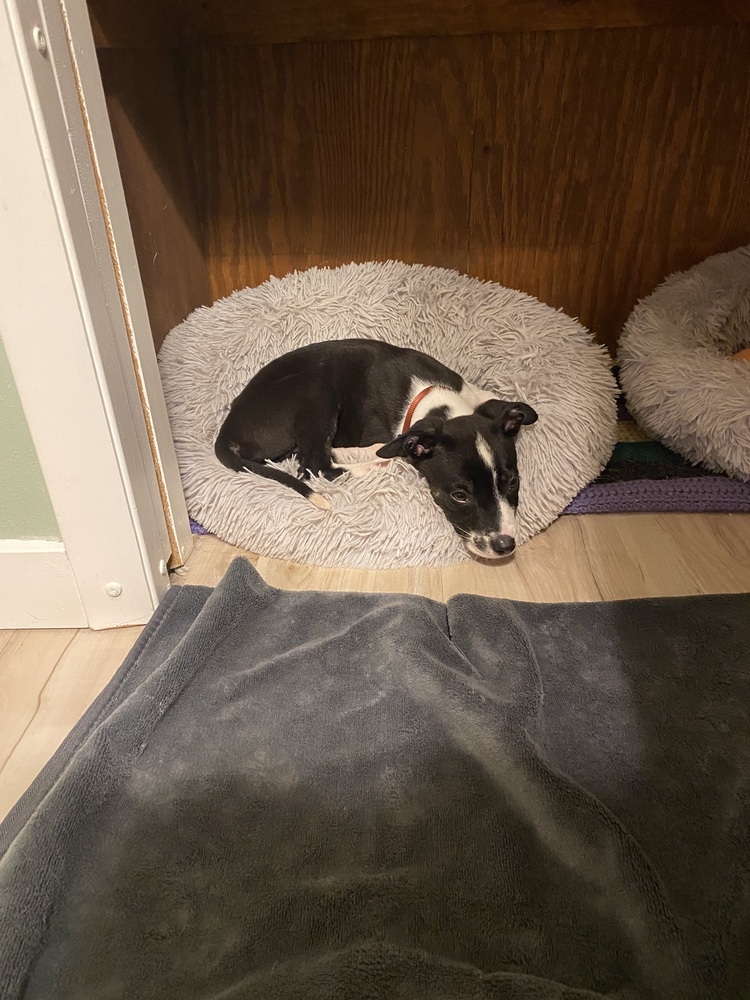 Barracuda, an adoptable Australian Cattle Dog / Blue Heeler in Waunakee, WI, 53597 | Photo Image 6