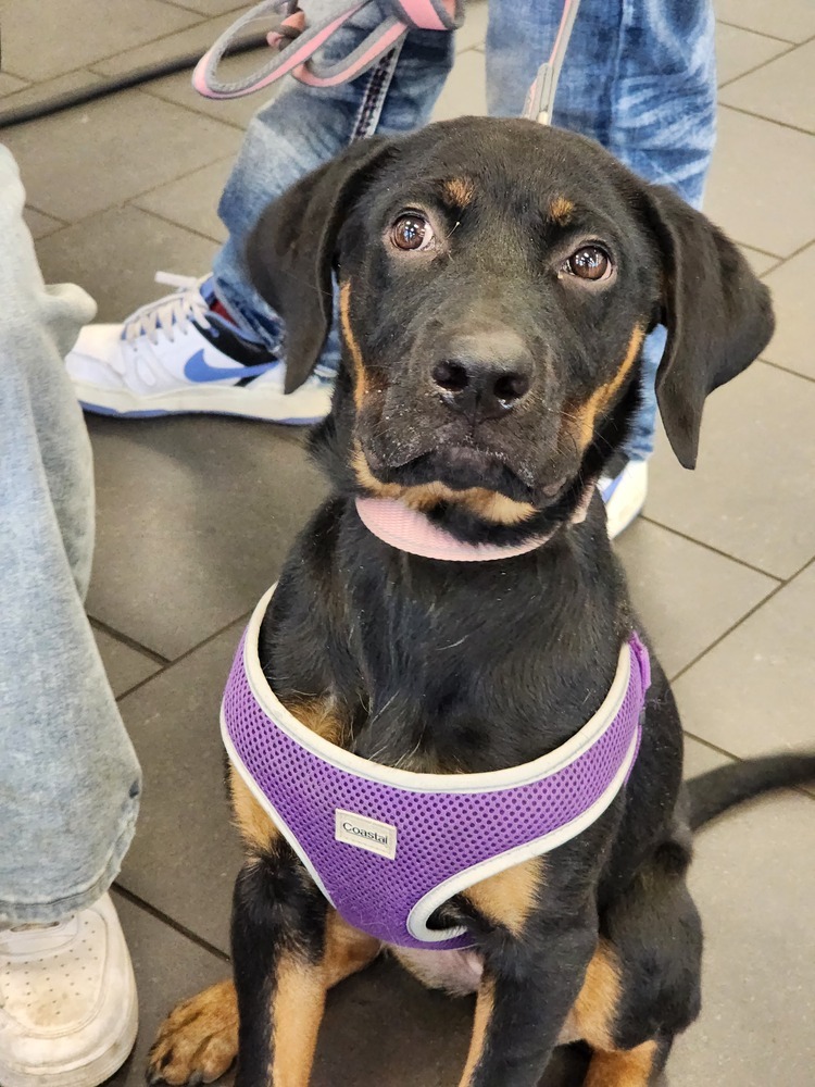 Sarah Drew, an adoptable Rottweiler in Waunakee, WI, 53597 | Photo Image 1