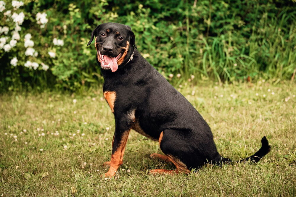 Sarah Drew, an adoptable Rottweiler in Waunakee, WI, 53597 | Photo Image 1