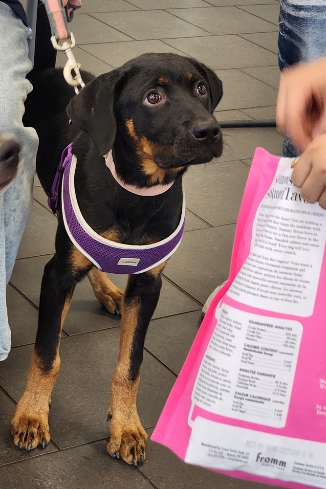 Sarah Drew, an adoptable Rottweiler in Waunakee, WI, 53597 | Photo Image 2
