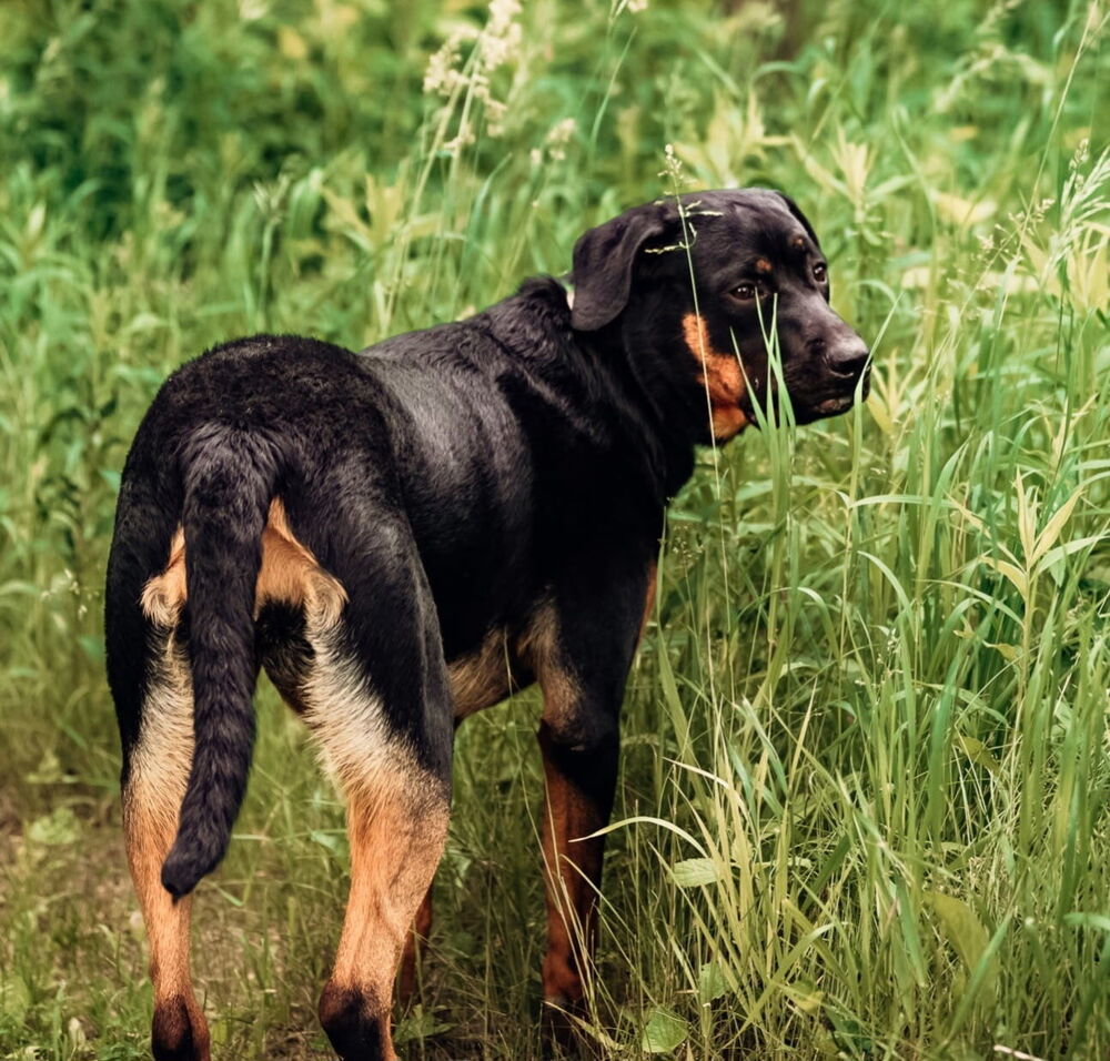 Sarah Drew, an adoptable Rottweiler in Waunakee, WI, 53597 | Photo Image 2