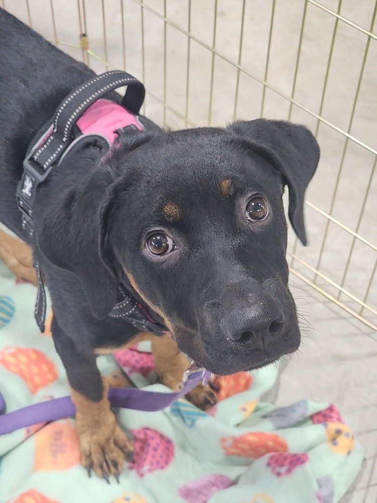 Sarah Drew, an adoptable Rottweiler in Waunakee, WI, 53597 | Photo Image 3