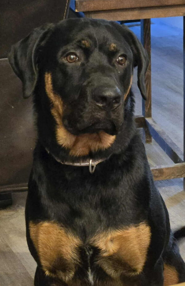 Sarah Drew, an adoptable Rottweiler in Waunakee, WI, 53597 | Photo Image 3
