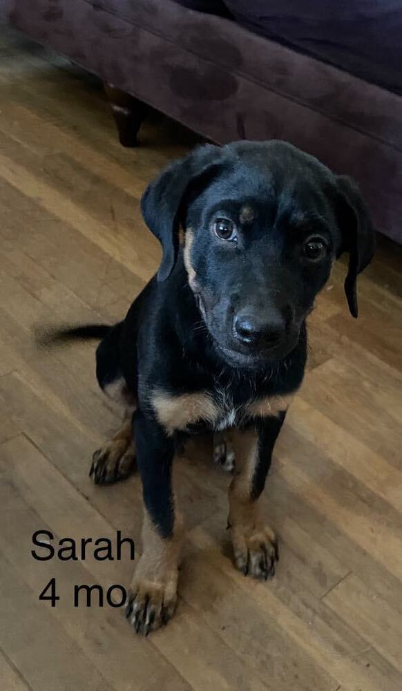 Sarah Drew, an adoptable Rottweiler in Waunakee, WI, 53597 | Photo Image 4
