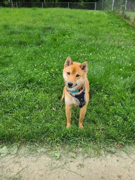 Steve Mcqueen Foxtrot, an adoptable Shiba Inu in Waunakee, WI, 53597 | Photo Image 1