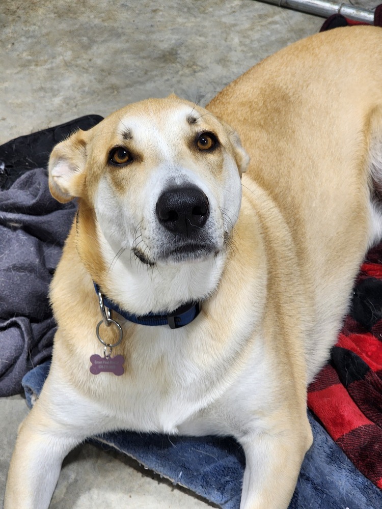Dax, an adoptable Shepherd, Husky in Waunakee, WI, 53597 | Photo Image 1