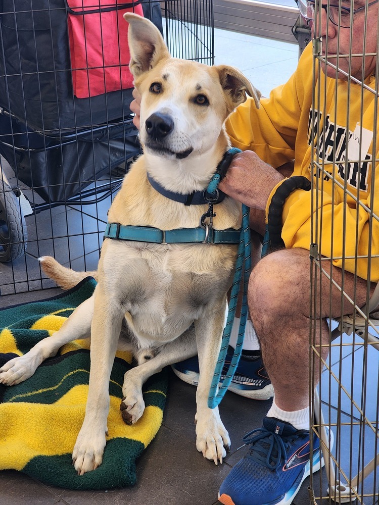 Dax, an adoptable Shepherd, Husky in Waunakee, WI, 53597 | Photo Image 2