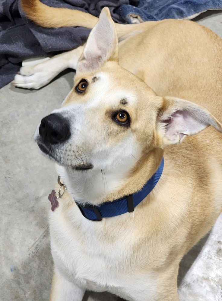 Dax, an adoptable Shepherd, Husky in Waunakee, WI, 53597 | Photo Image 3