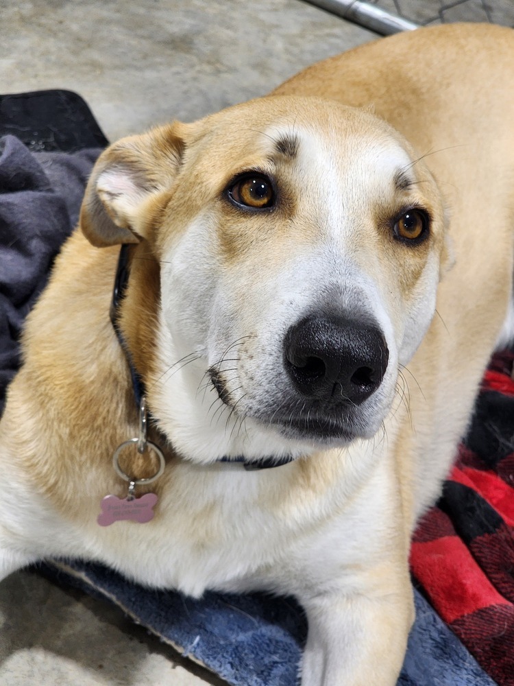 Dax, an adoptable Shepherd, Husky in Waunakee, WI, 53597 | Photo Image 4