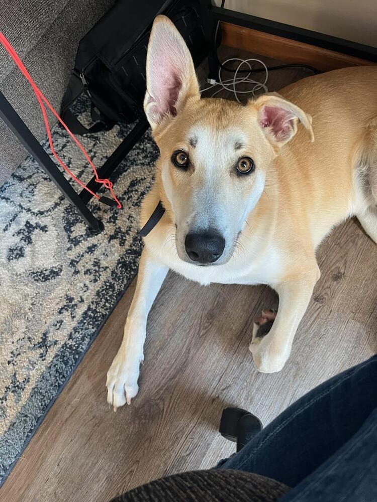 Dax, an adoptable Shepherd, Husky in Waunakee, WI, 53597 | Photo Image 5
