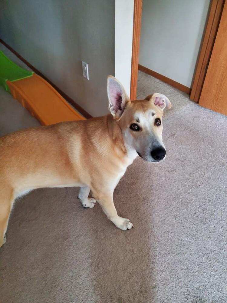 Dax, an adoptable Shepherd, Husky in Waunakee, WI, 53597 | Photo Image 6