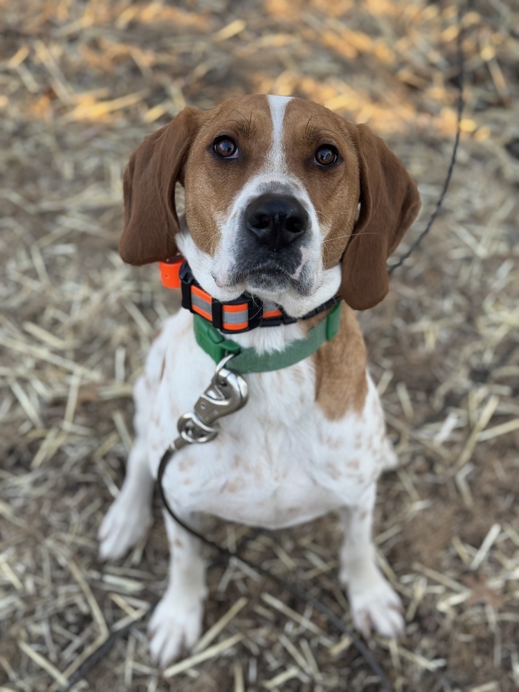 Sally Hansen, an adoptable English Coonhound, Hound in Waunakee, WI, 53597 | Photo Image 1