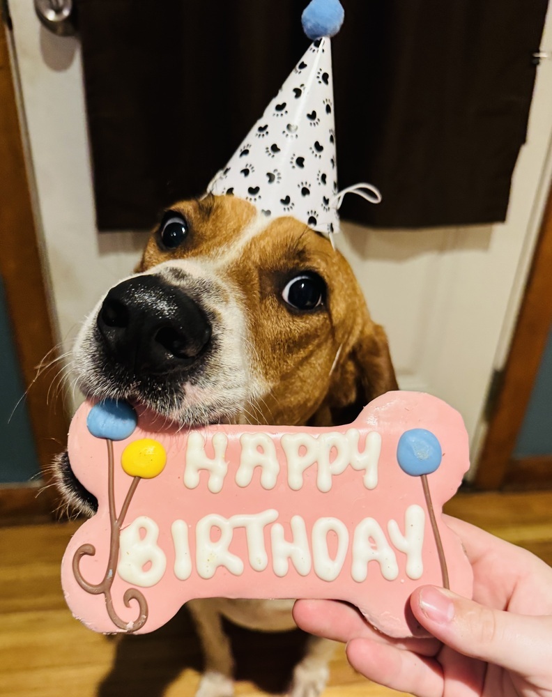 Sally Hansen, an adoptable English Coonhound, Hound in Waunakee, WI, 53597 | Photo Image 1