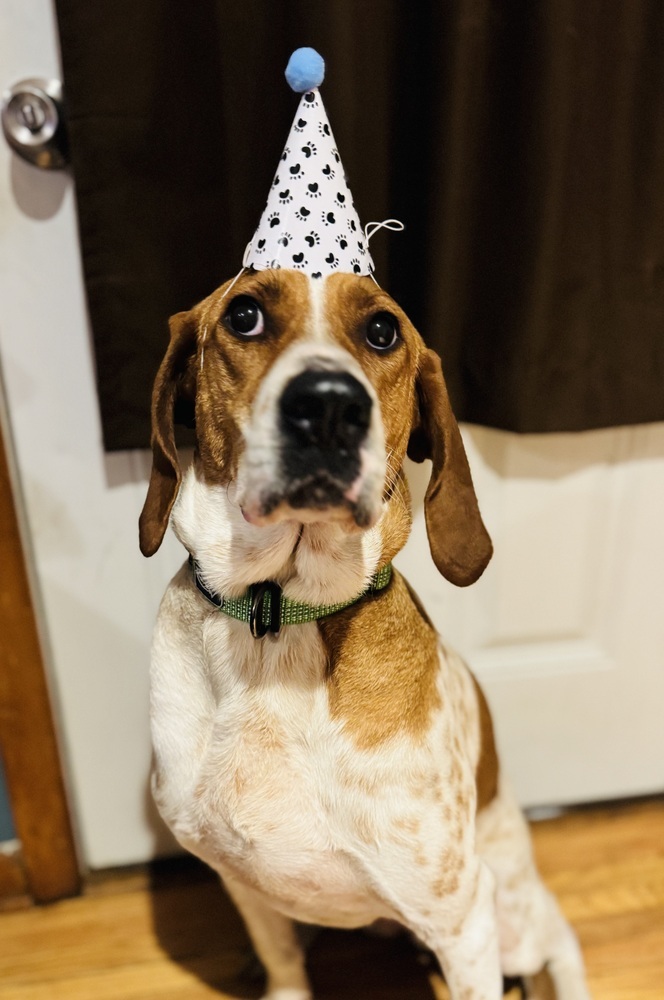 Sally Hansen, an adoptable English Coonhound, Hound in Waunakee, WI, 53597 | Photo Image 2