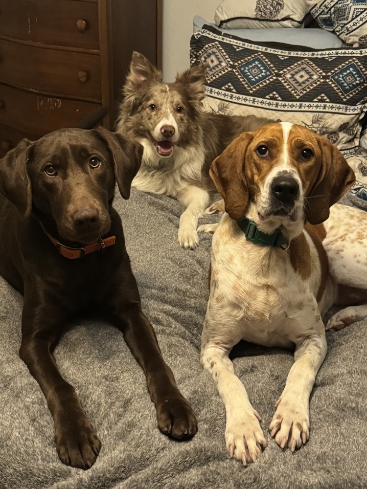 Sally Hansen, an adoptable English Coonhound, Hound in Waunakee, WI, 53597 | Photo Image 3