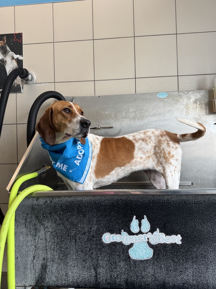 Sally Hansen, an adoptable English Coonhound, Hound in Waunakee, WI, 53597 | Photo Image 3