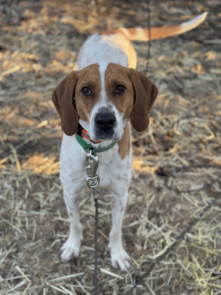 Sally Hansen, an adoptable English Coonhound, Hound in Waunakee, WI, 53597 | Photo Image 3