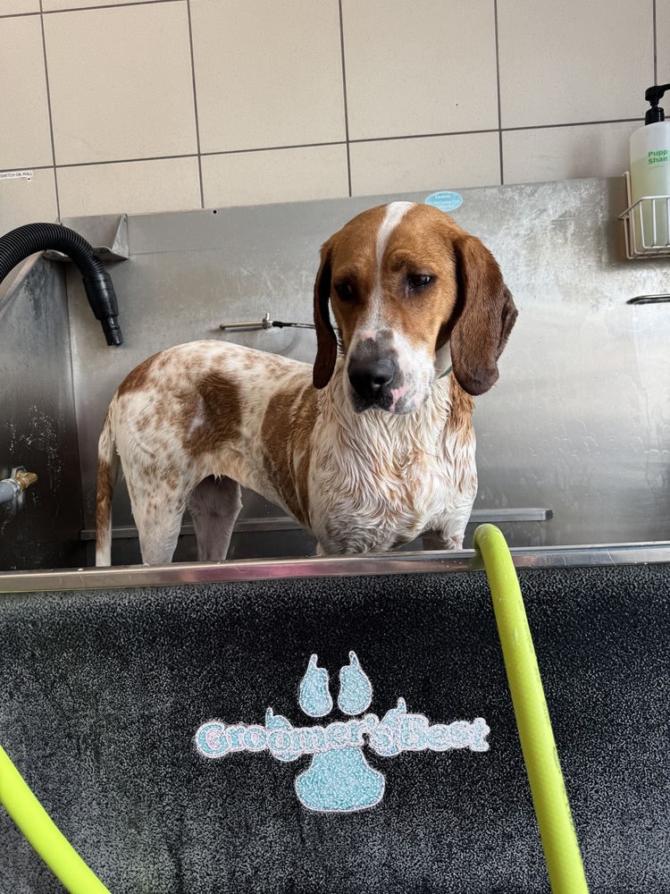 Sally Hansen, an adoptable English Coonhound, Hound in Waunakee, WI, 53597 | Photo Image 3