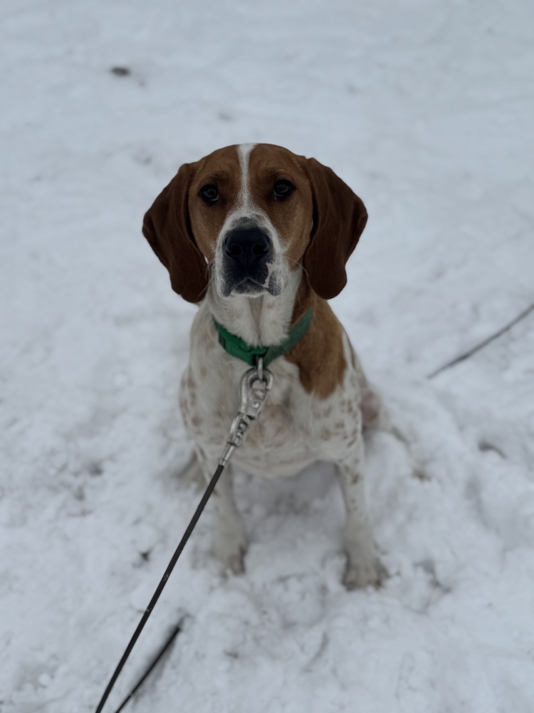 Sally Hansen, an adoptable English Coonhound, Hound in Waunakee, WI, 53597 | Photo Image 4