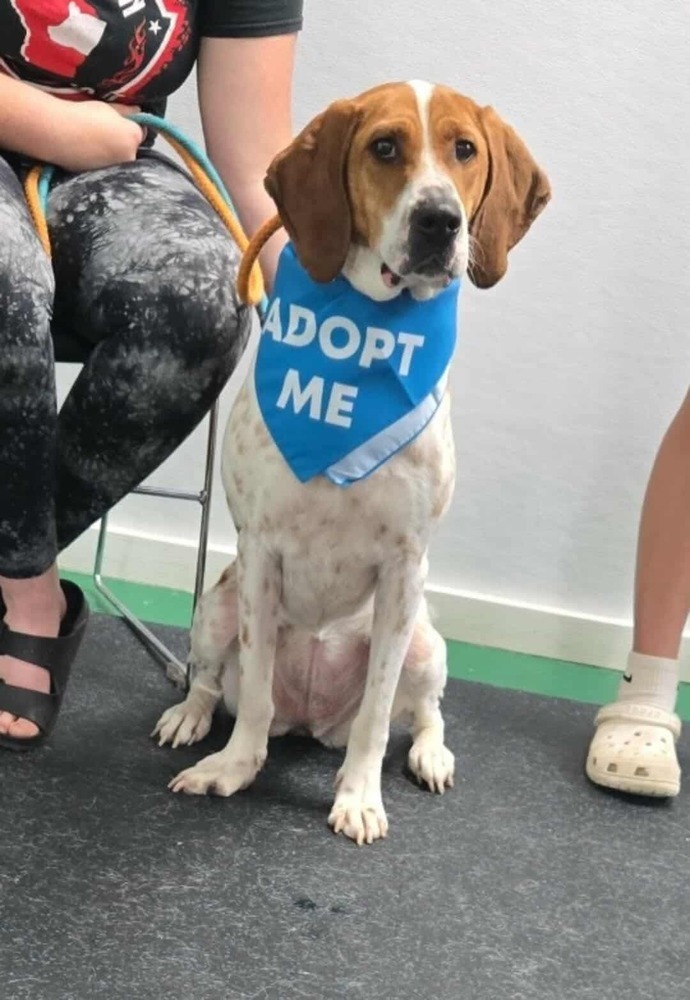 Sally Hansen, an adoptable English Coonhound, Hound in Waunakee, WI, 53597 | Photo Image 4