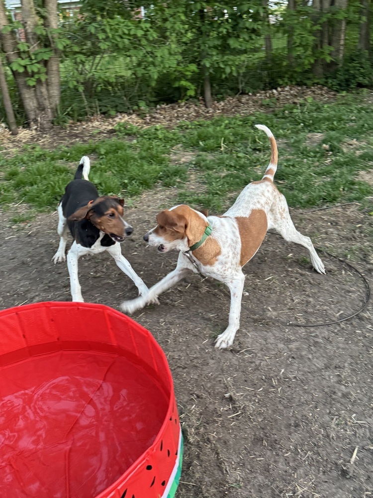 Sally Hansen, an adoptable English Coonhound, Hound in Waunakee, WI, 53597 | Photo Image 4