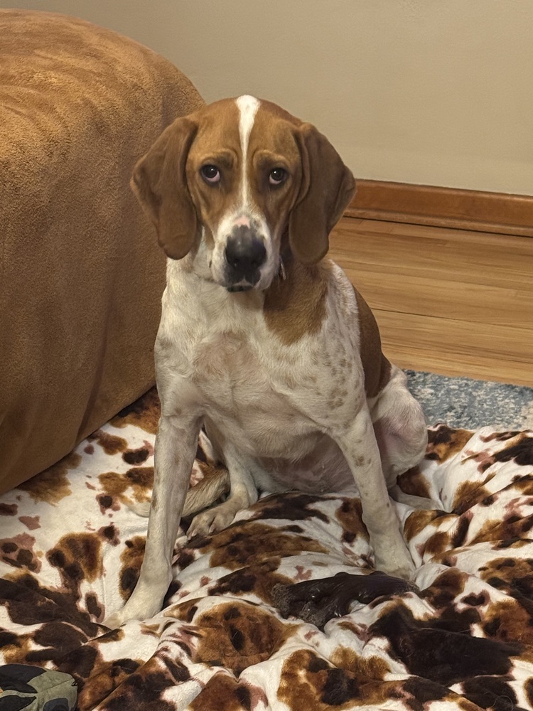 Sally Hansen, an adoptable English Coonhound, Hound in Waunakee, WI, 53597 | Photo Image 5