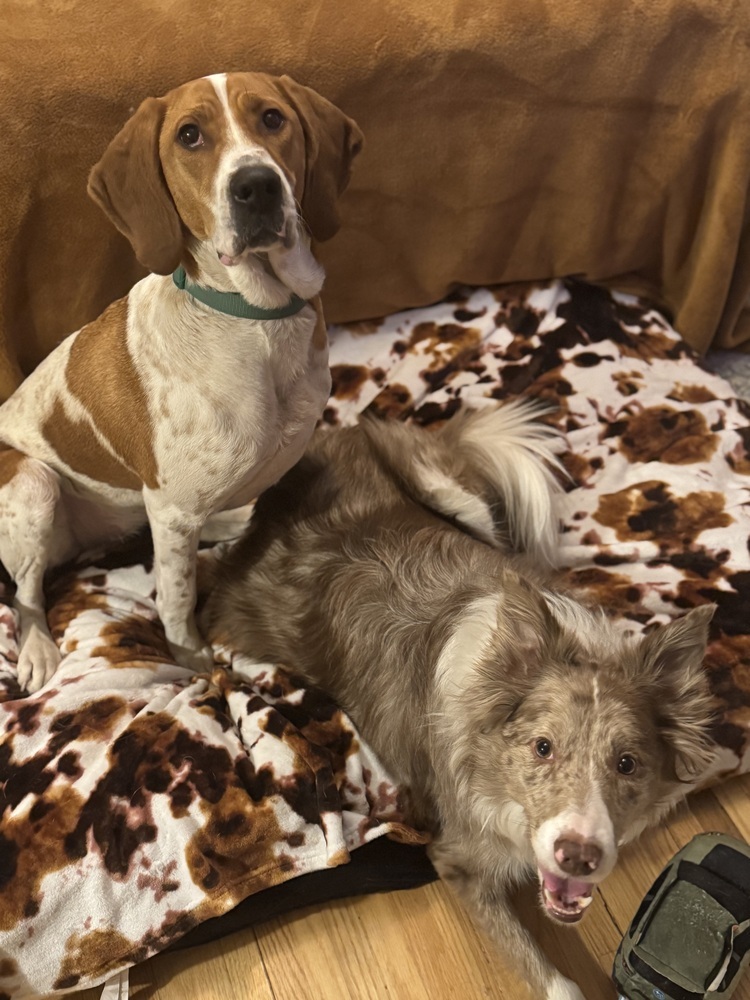 Sally Hansen, an adoptable English Coonhound, Hound in Waunakee, WI, 53597 | Photo Image 6