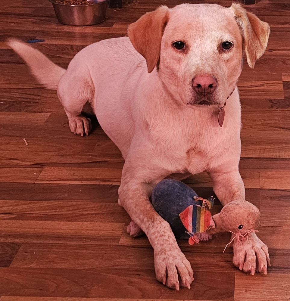 Kaliapy, an adoptable Labrador Retriever, Australian Cattle Dog / Blue Heeler in Waunakee, WI, 53597 | Photo Image 1