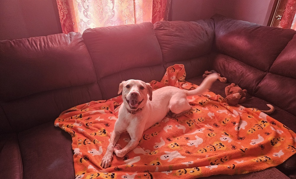 Kaliapy, an adoptable Labrador Retriever, Australian Cattle Dog / Blue Heeler in Waunakee, WI, 53597 | Photo Image 1