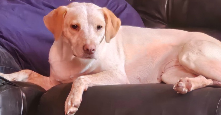 Kaliapy, an adoptable Labrador Retriever, Australian Cattle Dog / Blue Heeler in Waunakee, WI, 53597 | Photo Image 3