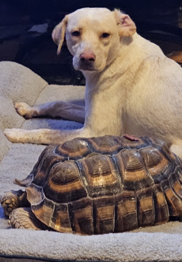 Kaliapy, an adoptable Labrador Retriever, Australian Cattle Dog / Blue Heeler in Waunakee, WI, 53597 | Photo Image 5