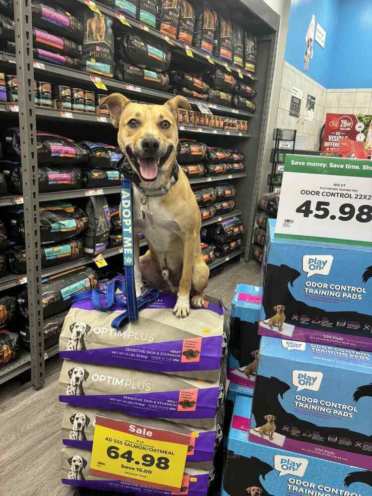 Billy, an adoptable Terrier, Hound in Waunakee, WI, 53597 | Photo Image 1