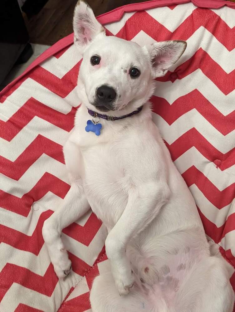 Little Rocky