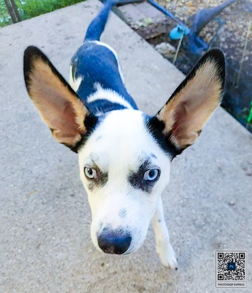 Tai, an adoptable Terrier, Catahoula Leopard Dog in Waunakee, WI, 53597 | Photo Image 1
