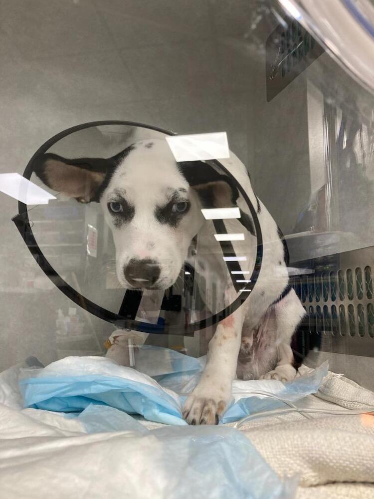 Tai, an adoptable Terrier, Catahoula Leopard Dog in Waunakee, WI, 53597 | Photo Image 3
