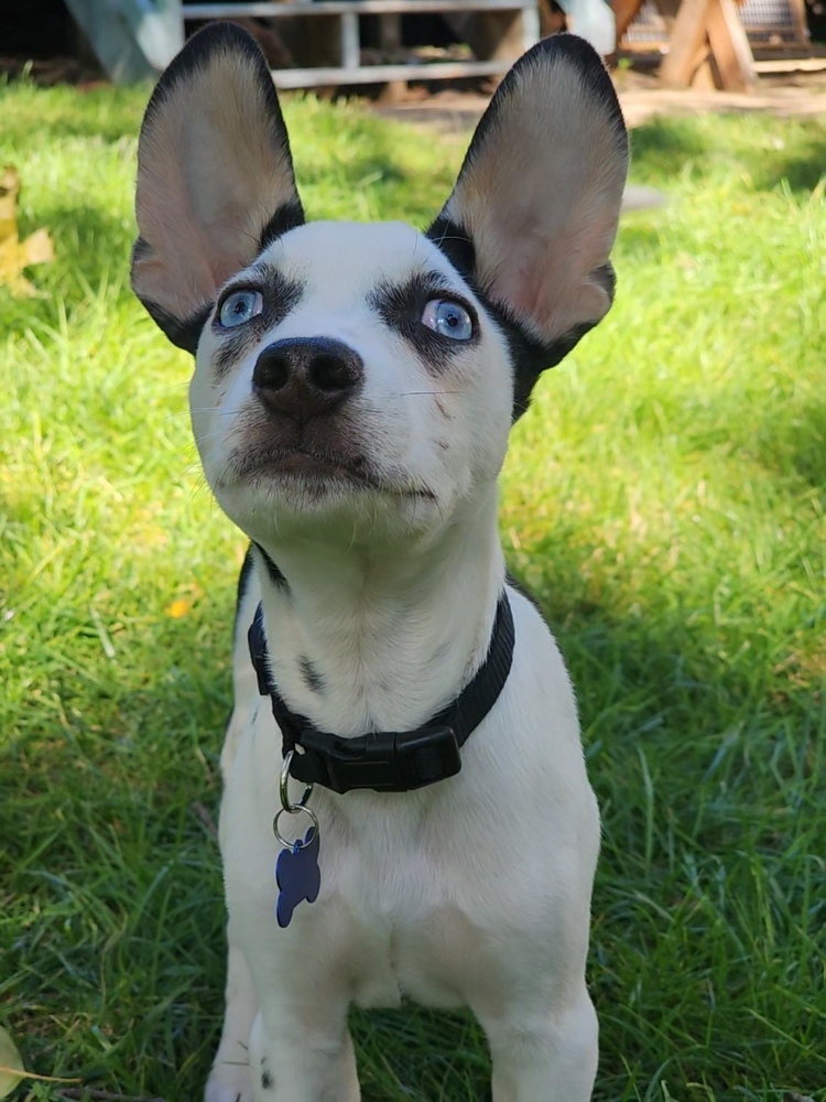Tai, an adoptable Terrier, Catahoula Leopard Dog in Waunakee, WI, 53597 | Photo Image 6