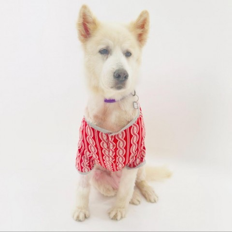 Coconut Cream 12376, an adoptable Samoyed in San Francisco, CA, 94141 | Photo Image 1