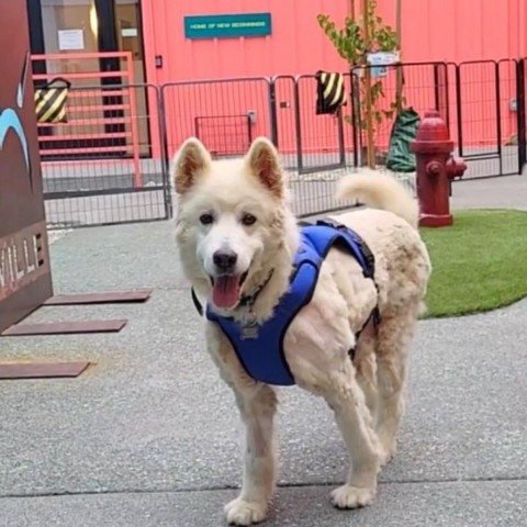 Coconut Cream 12376, an adoptable Samoyed in San Francisco, CA, 94141 | Photo Image 2