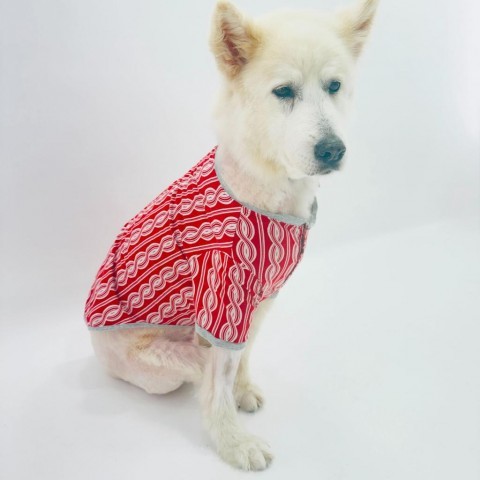 Coconut Cream 12376, an adoptable Samoyed in San Francisco, CA, 94141 | Photo Image 3