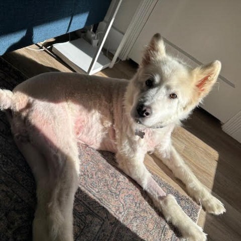 Coconut Cream 12376, an adoptable Samoyed in San Francisco, CA, 94141 | Photo Image 4